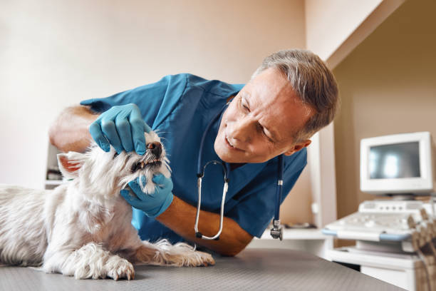 Best Emergency Wisdom Teeth Removal in St George, MO
